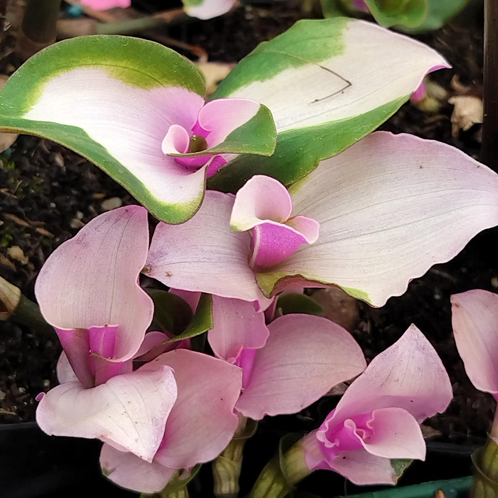 Tradescantia Mariée rougissante 