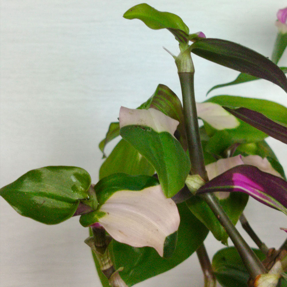Tradescantia Mariée rougissante 