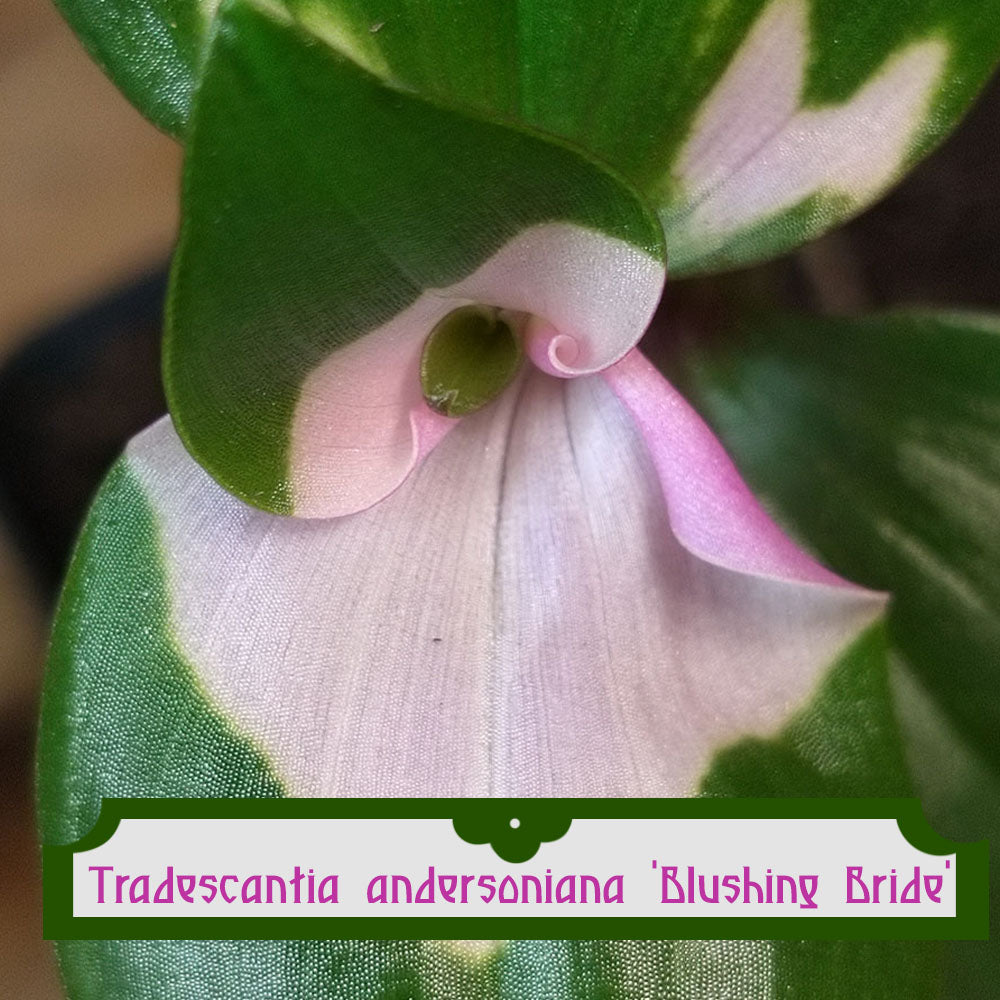 blushing bride plant indoor Tradescantia Blushing Bride