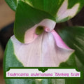 Tradescantia Blushing Bride