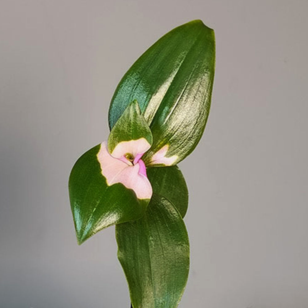 A close-up of Tradescantia Blushing Bride highlights its broad, glossy variegated leaves, with the central leaf showing a distinct pale pink and white marking near the base against a plain gray background.