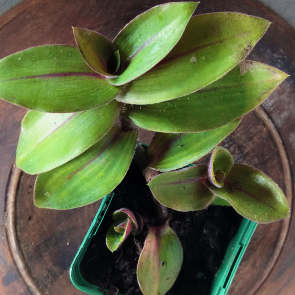 Tradescantia blossfeldiana Red Hill 
