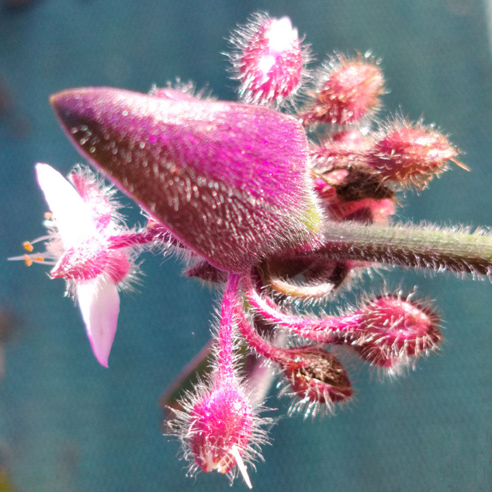 Tradescantia blossfeldiana Red Hill 