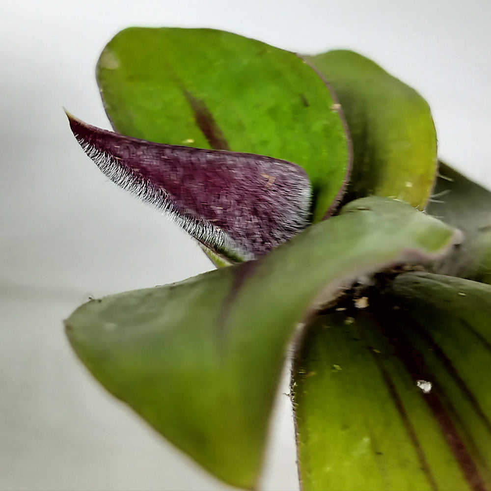 Tradescantia blossfeldiana Red Hill 