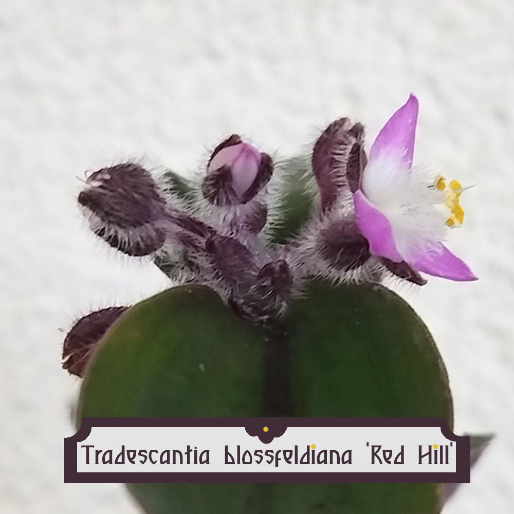 Tradescantia blossfeldiana Red Hill