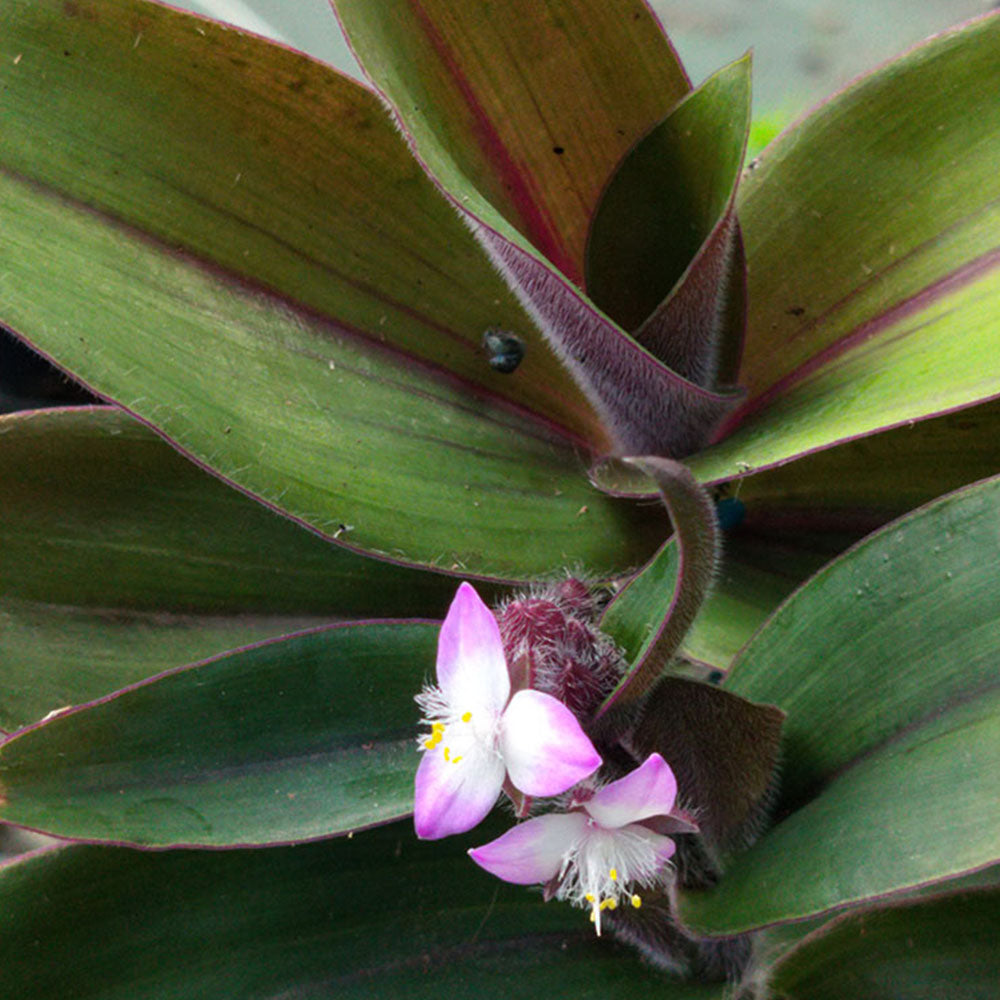Tradescantia blossfeldiana Red Hill 