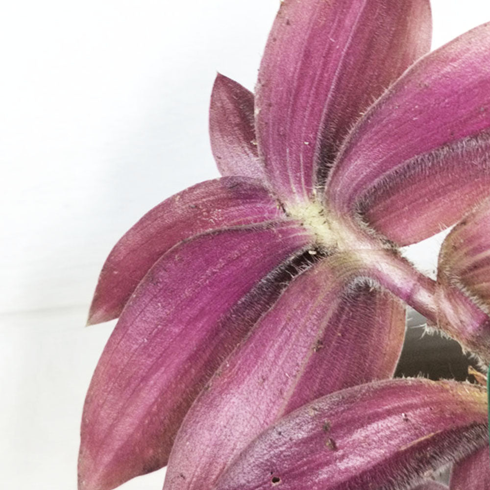 Tradescantia blossfeldiana Red Hill 