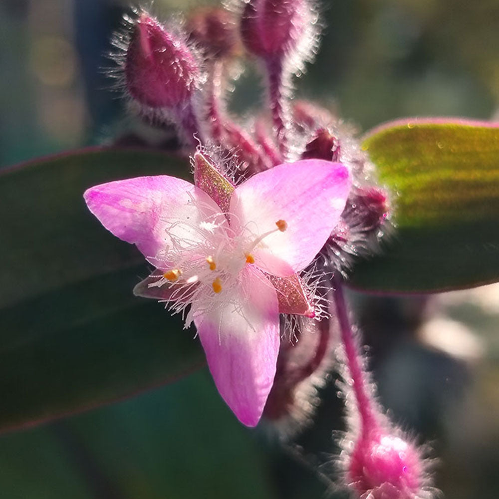 Tradescantia blossfeldiana Red Hill 