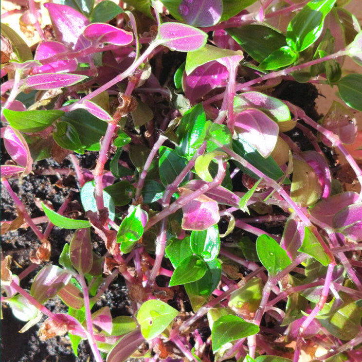 Colline verte de Tradescantia