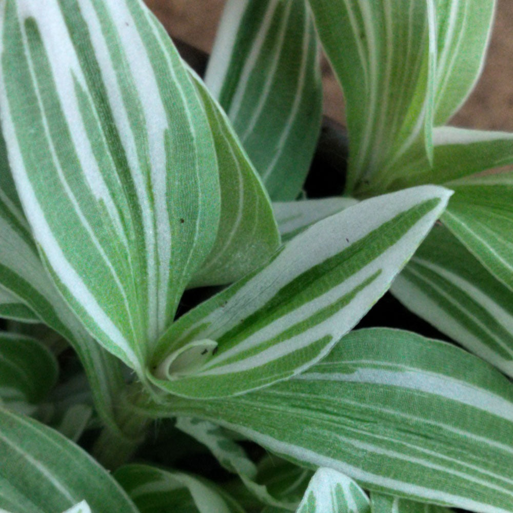 Tradescantia fluminensis géant blanc 