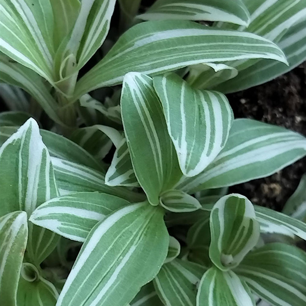 Tradescantia fluminensis géant blanc 