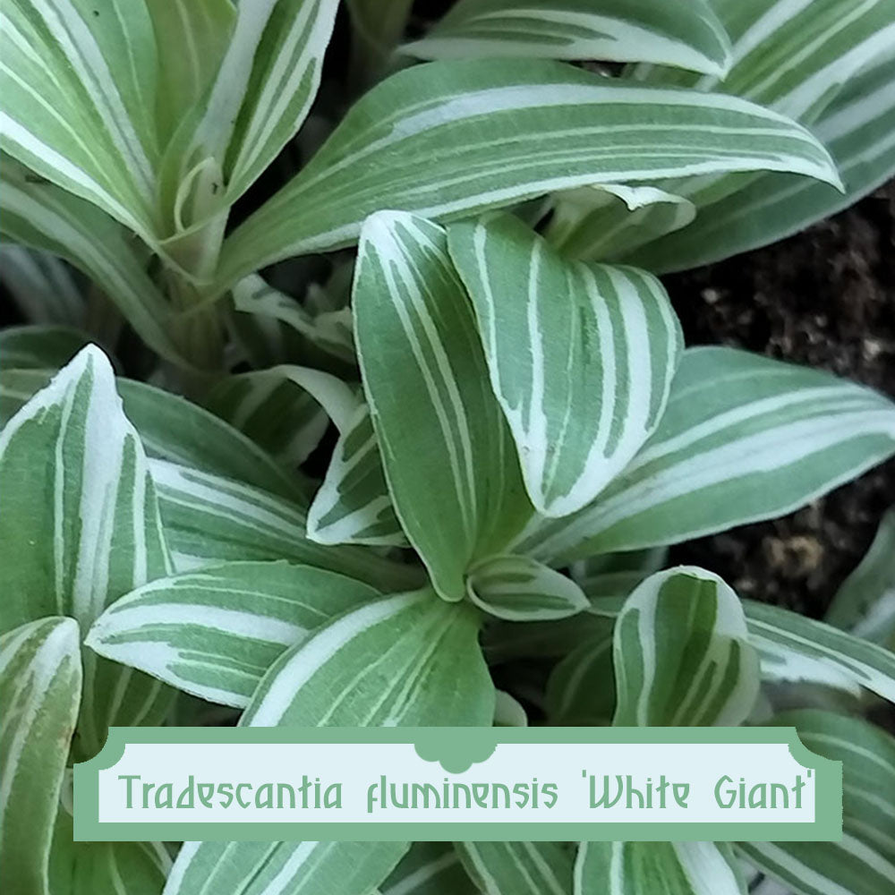 Tradescantia Fluminensis White Giant