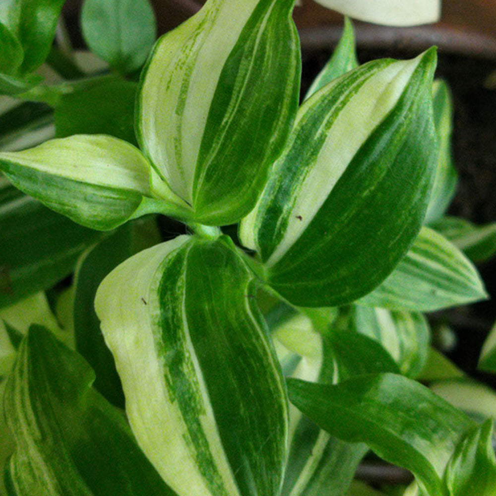 Tradescantia fluminensis Colline jaune 