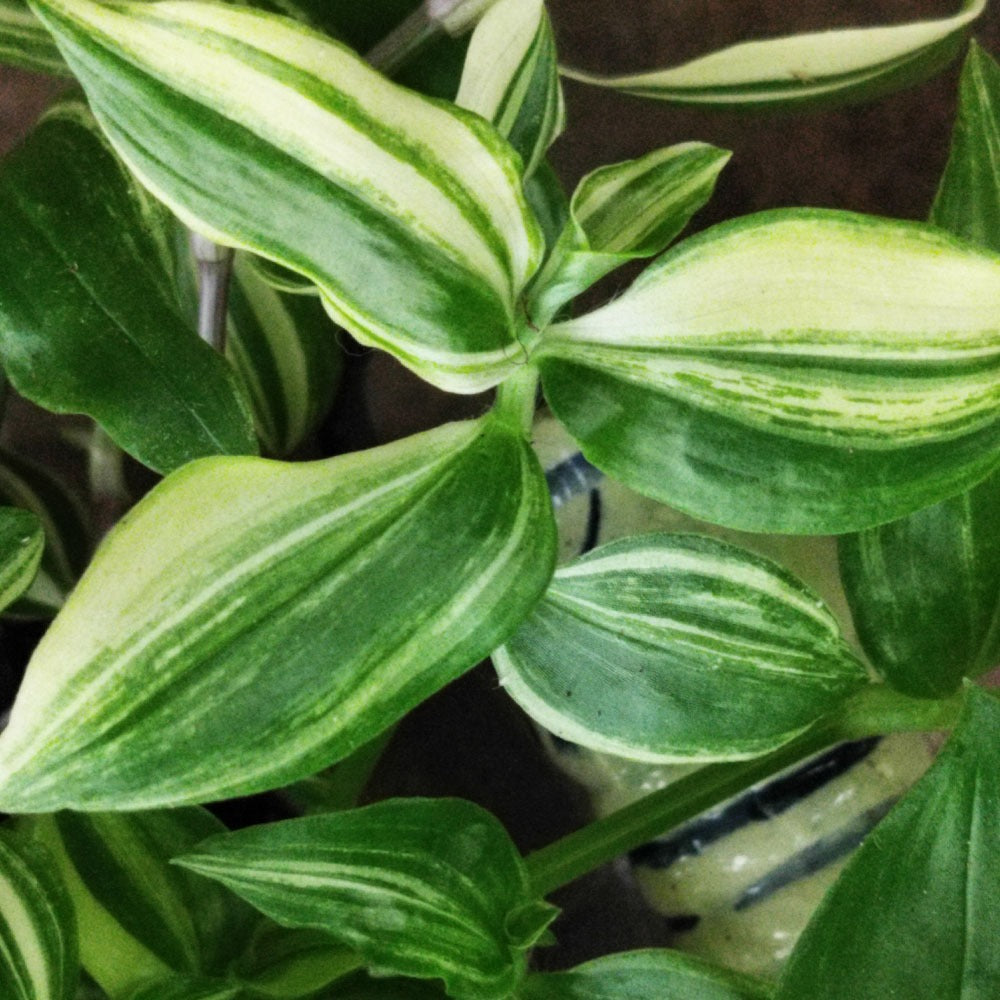 Tradescantia fluminensis Yellow Hill