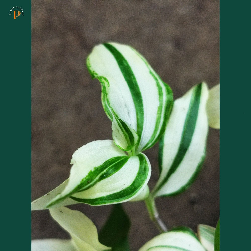 Tradescantia fluminensis Yellow Hill