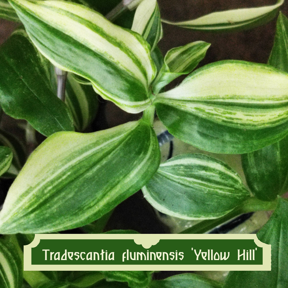 Tradescantia fluminensis Yellow Hil