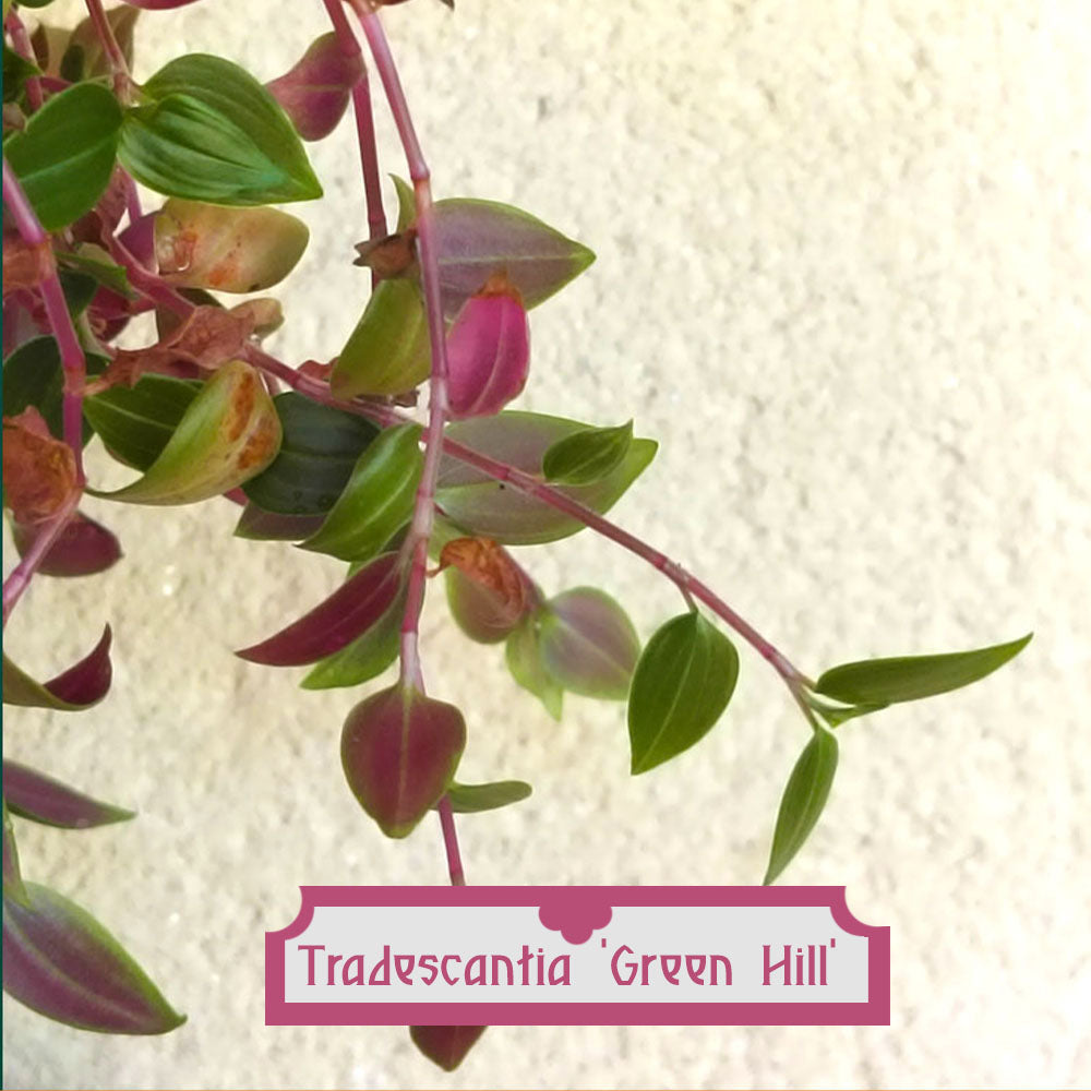 Tradescantia Green Hill