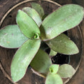 Tradescantia pallida 