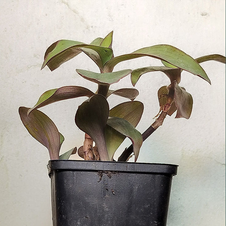 Tradescantia pallida 