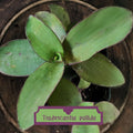 Tradescantia pallida