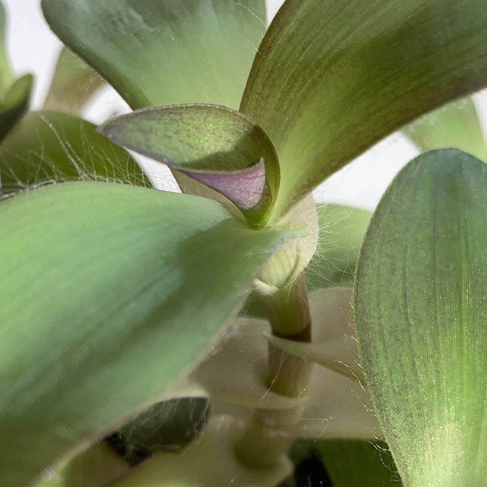 Tradescantia pallida 