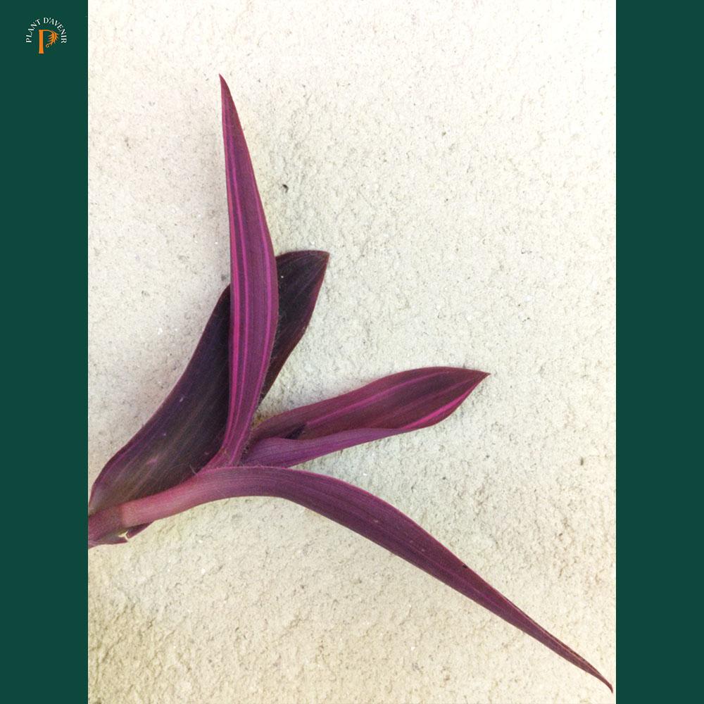 Tradescantia purpurea 'Variegata' – feuillage panaché pour massif – plant  d'Avenir