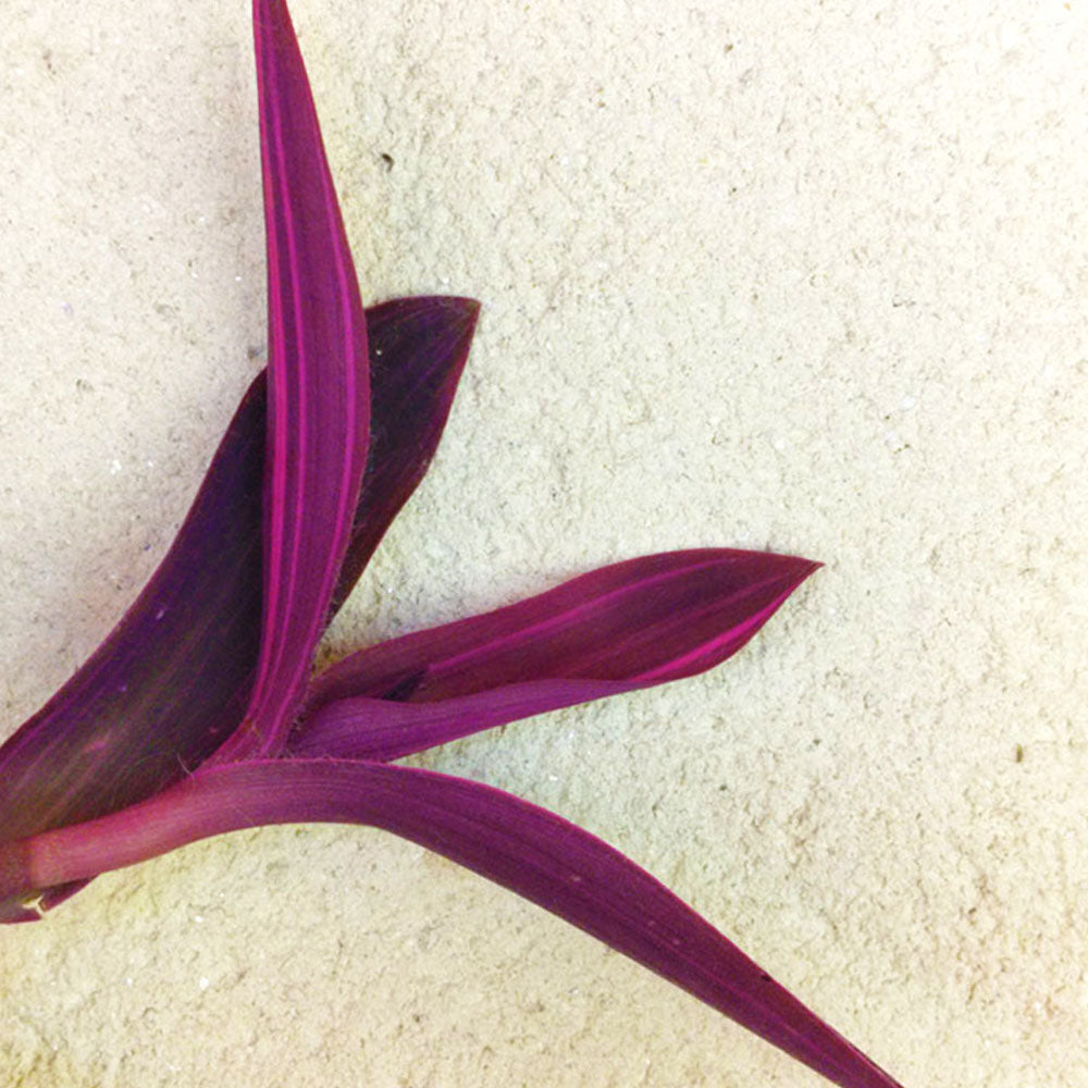 Tradescantia purpurea Variegata 