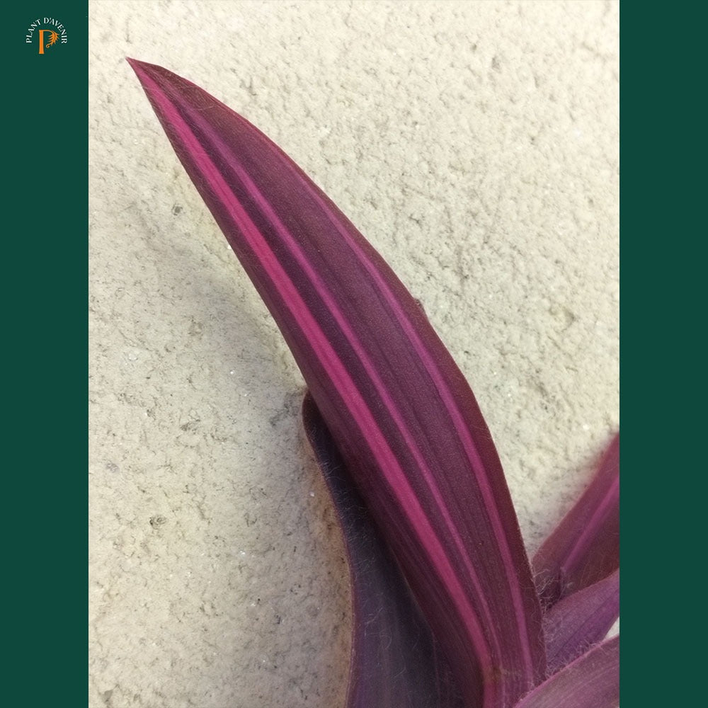 Tradescantia purpurea Variegata 