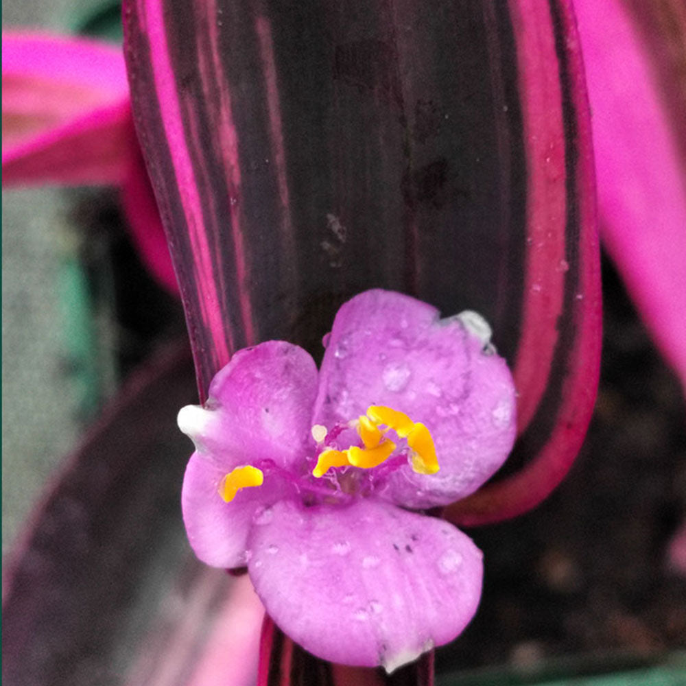 Tradescantia purpurea Variegata 