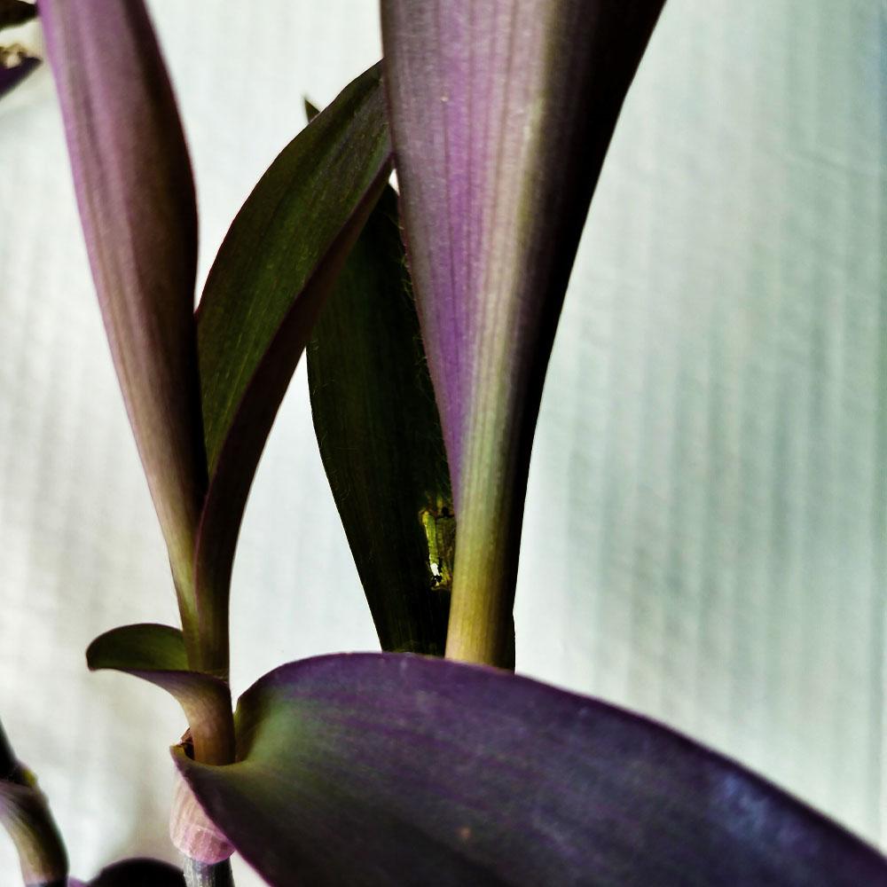 Tradescantia pallida var purpurea 