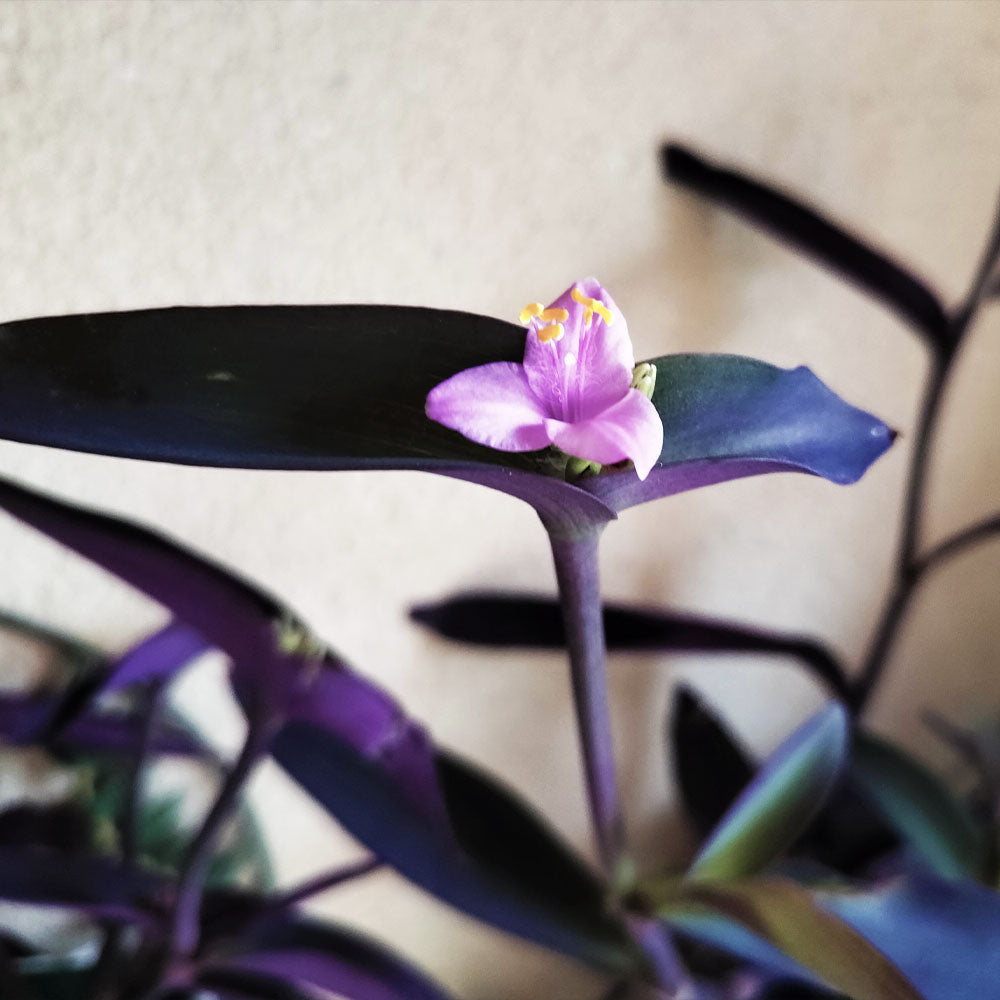 Tradescantia pallida var purpurea 