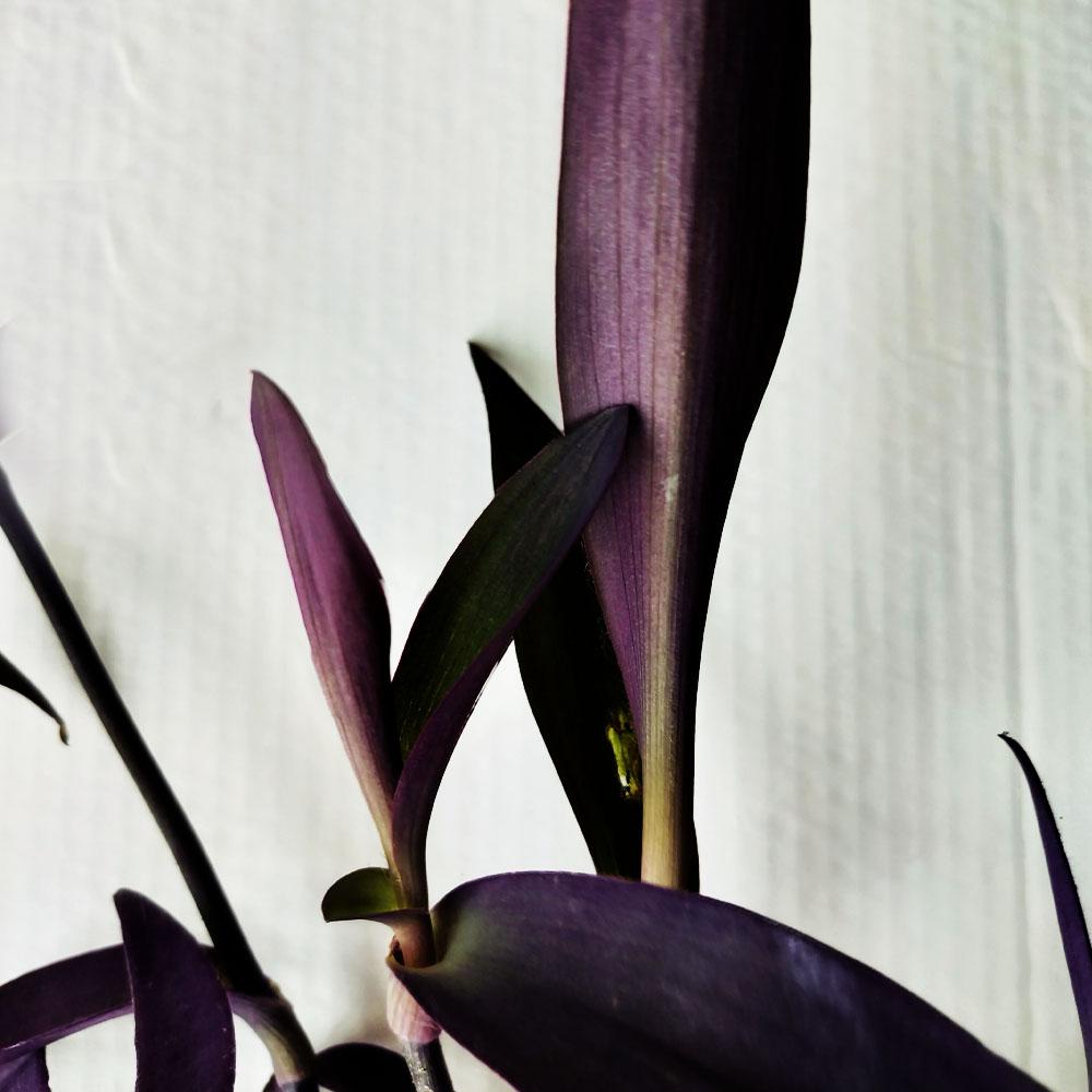 Tradescantia pallida var purpurea 