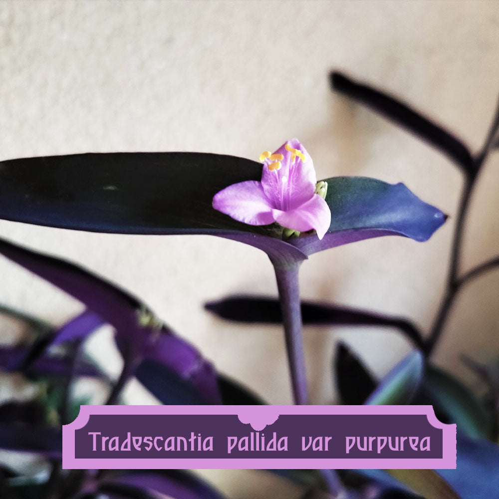 Tradescantia pallida var purpurea