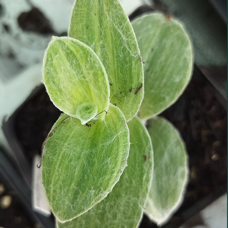 Tradescantia sillamontana 'Variegata'