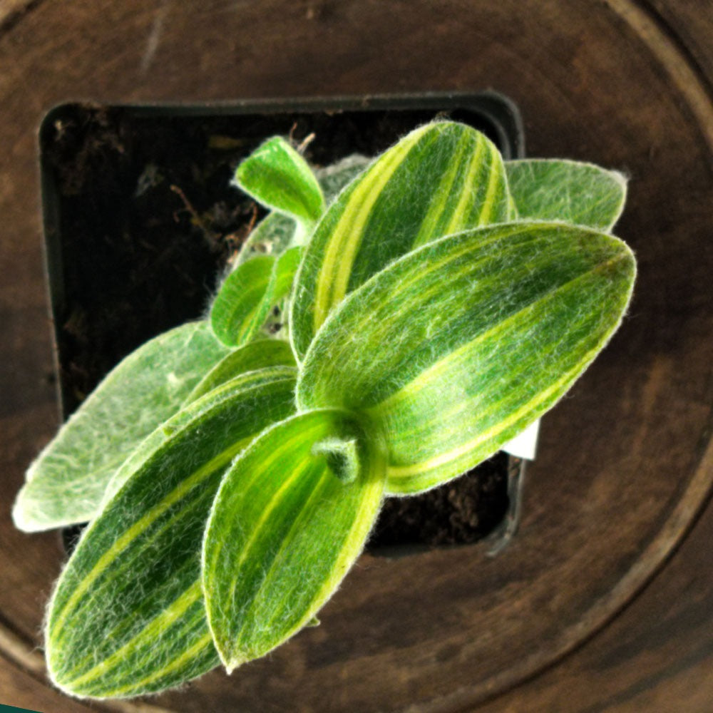 Tradescantia sillamontana Variegata 
