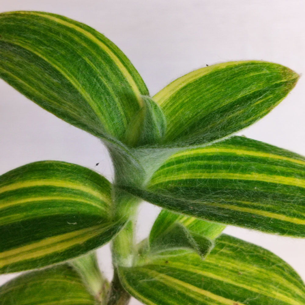 Tradescantia sillamontana 'Variegata'