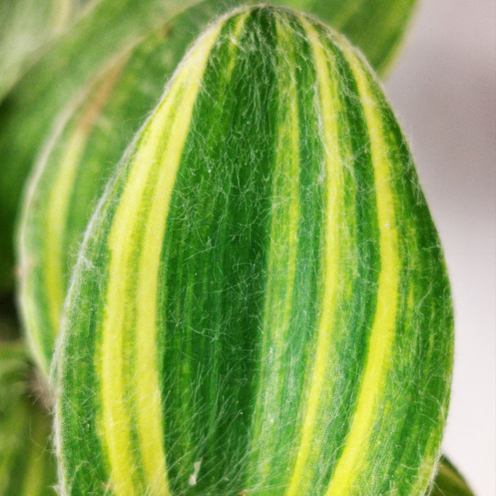 Tradescantia sillamontana Variegata 