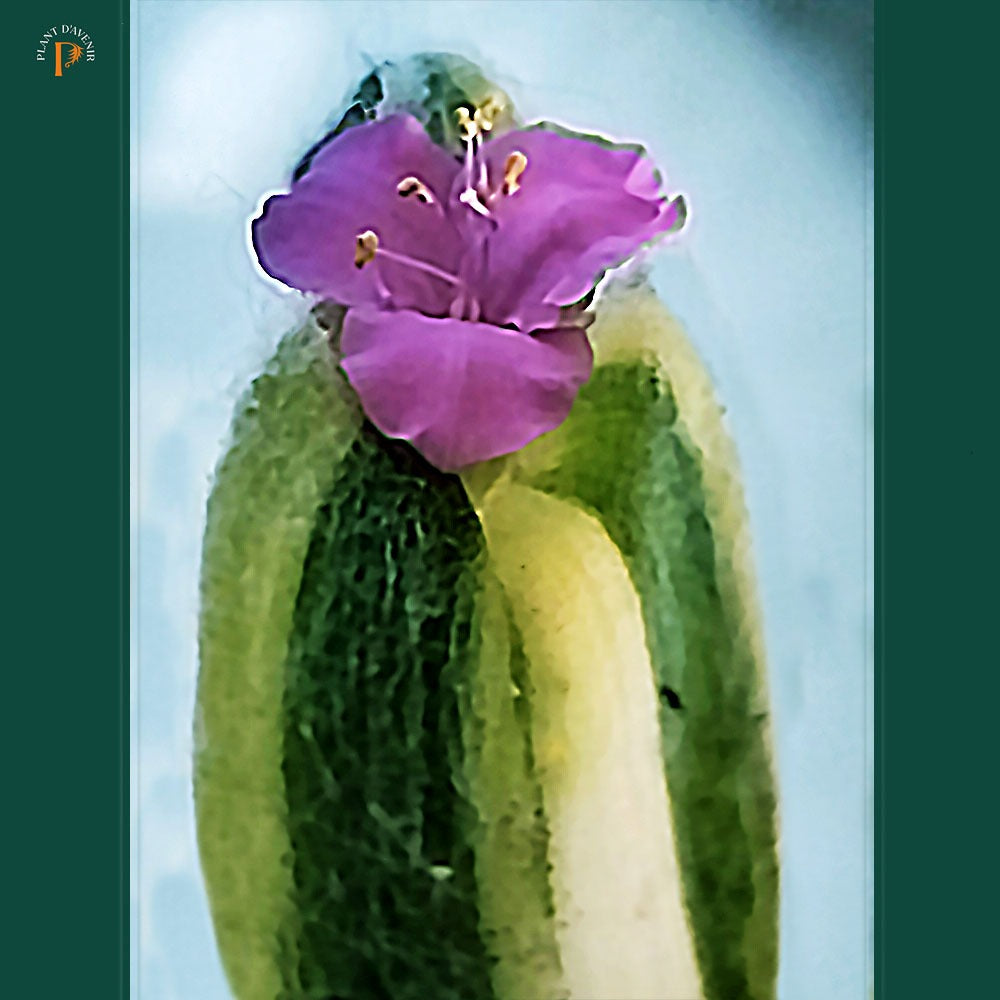 Tradescantia sillamontana Variegata 