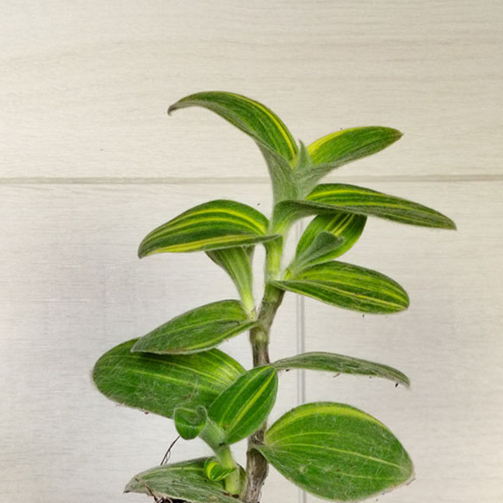 Tradescantia sillamontana Variegata 