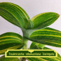 Tradescantia sillamontana Variegata
