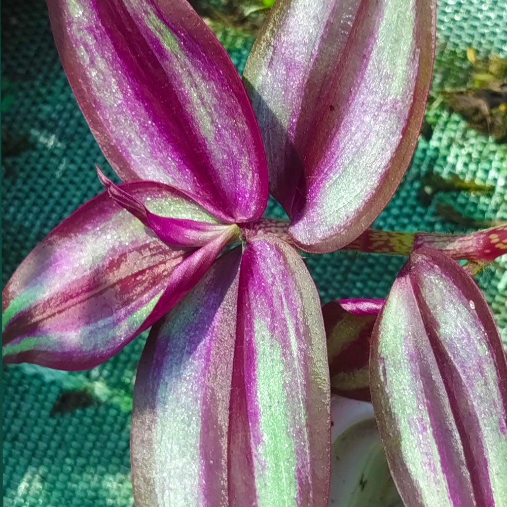Tradescantia zebrina 