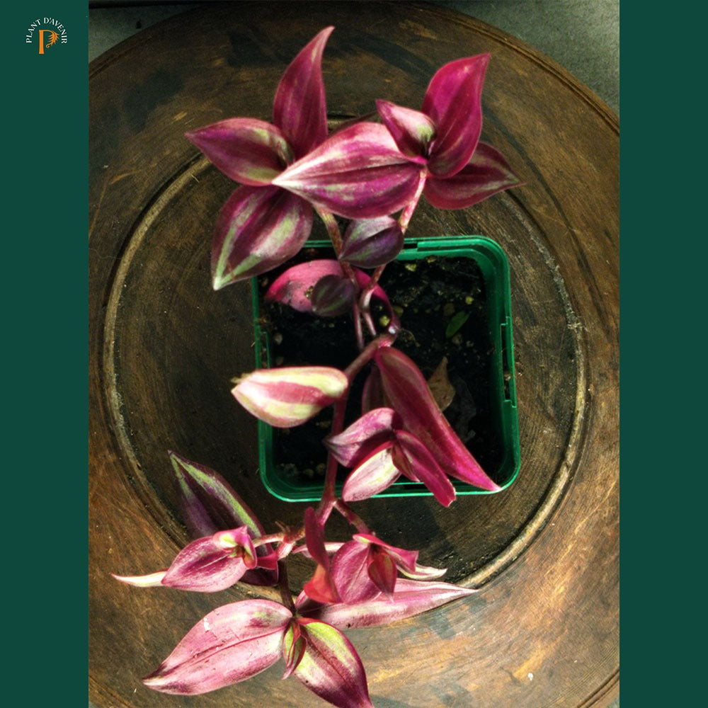 Tradescantia zebrina 