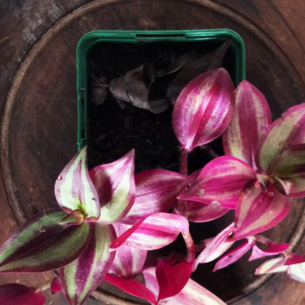 Tradescantia zebrina 