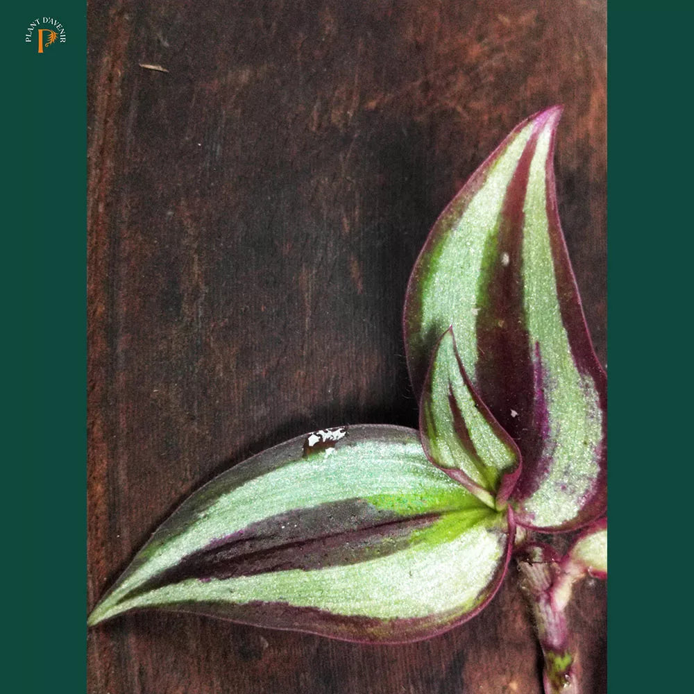 Tradescantia zebrina 