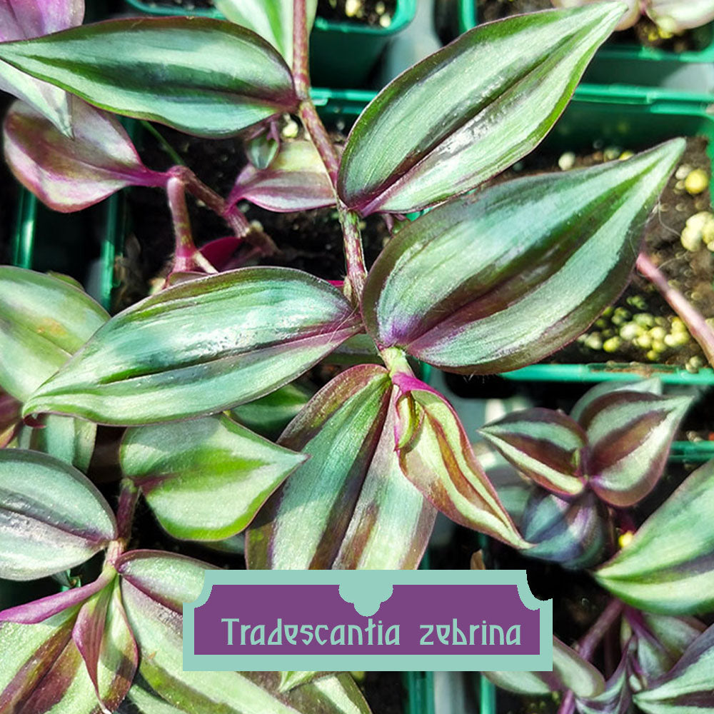 Tradescantia zebrina