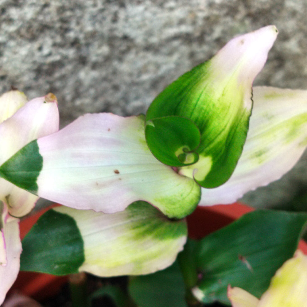 Tradescantia Mariée rougissante 