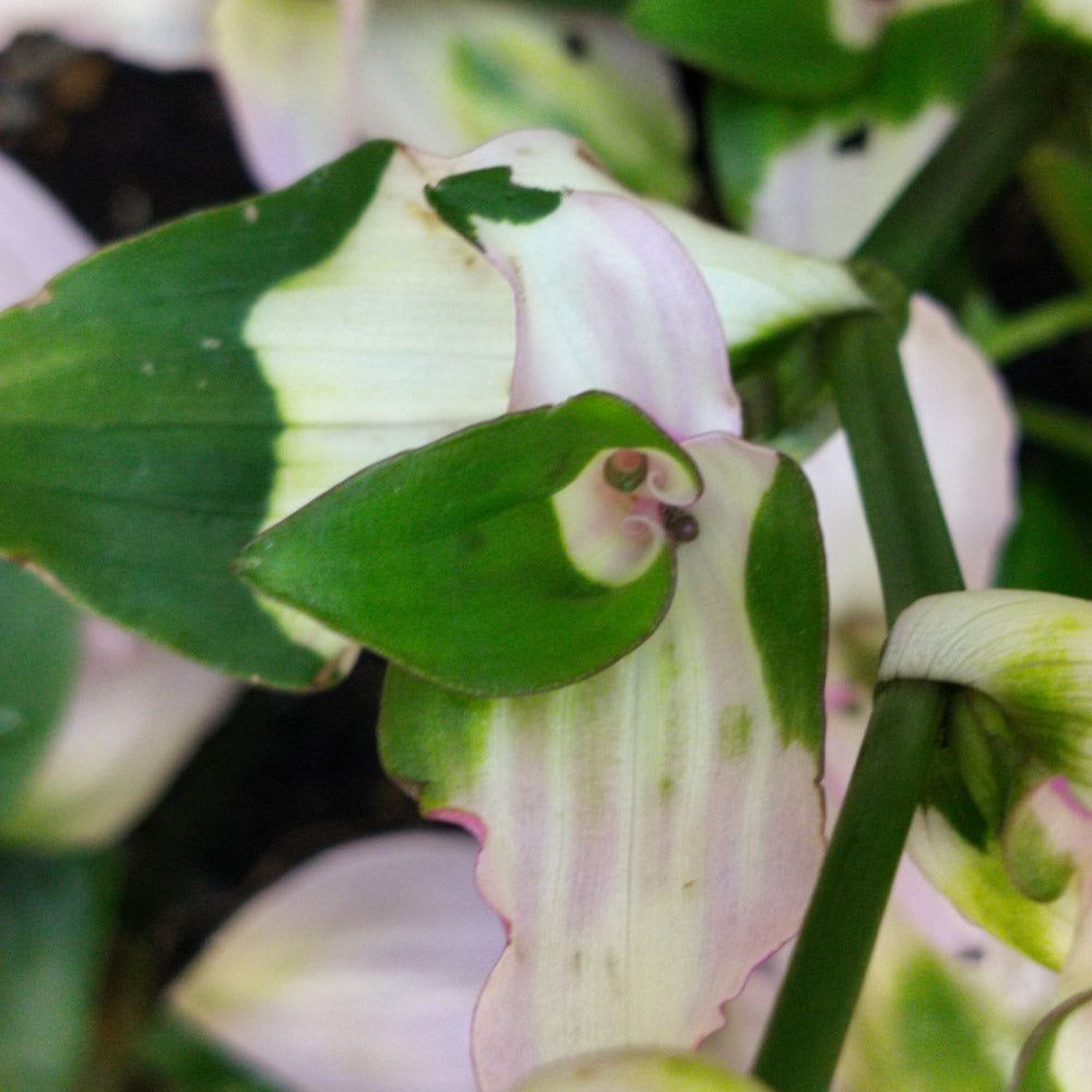 Tradescantia Mariée rougissante 