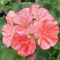 Pelargonium x hortorum Flic Flac Red Nova