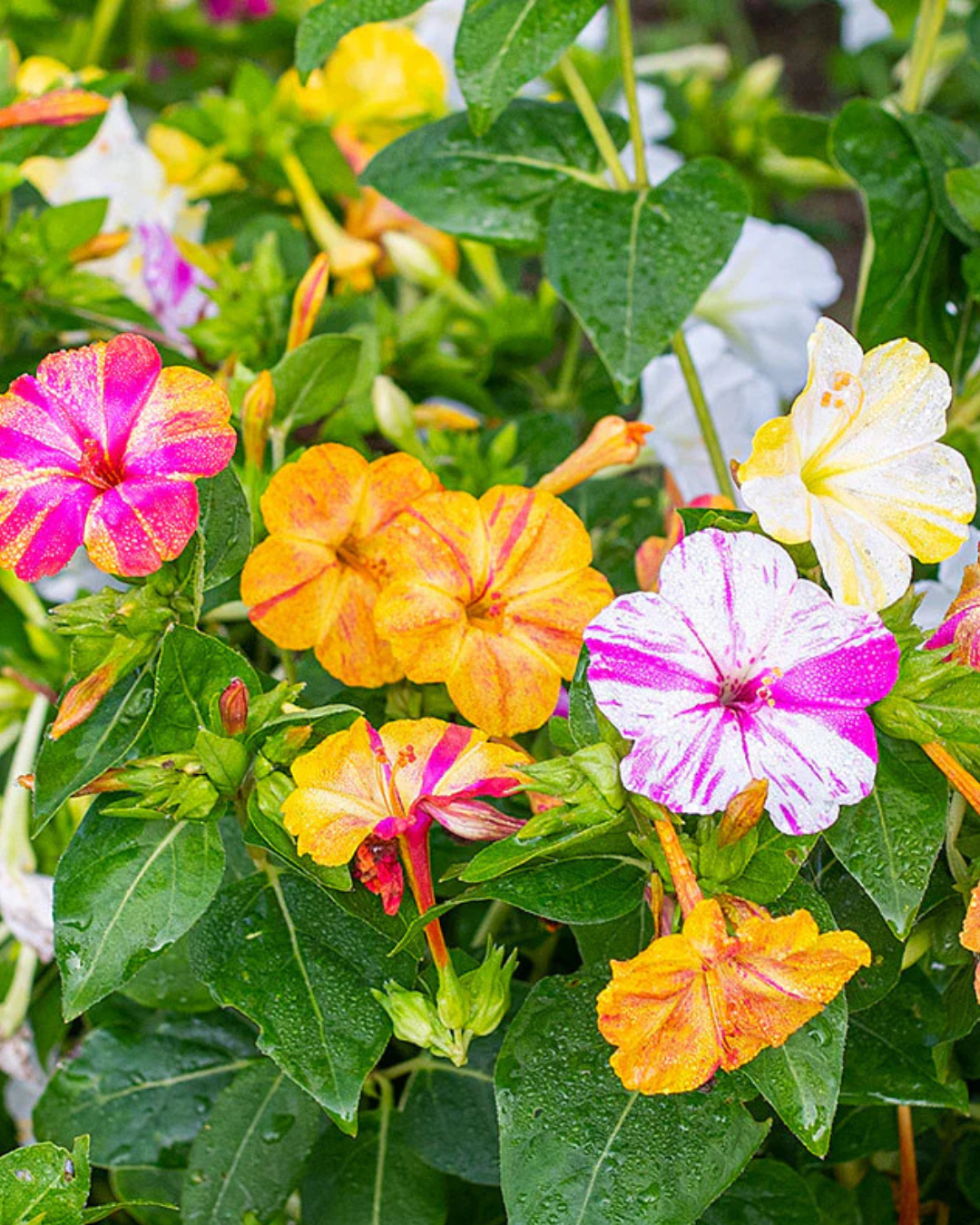 Mirabilis jalapa 'Marbles Mix'
