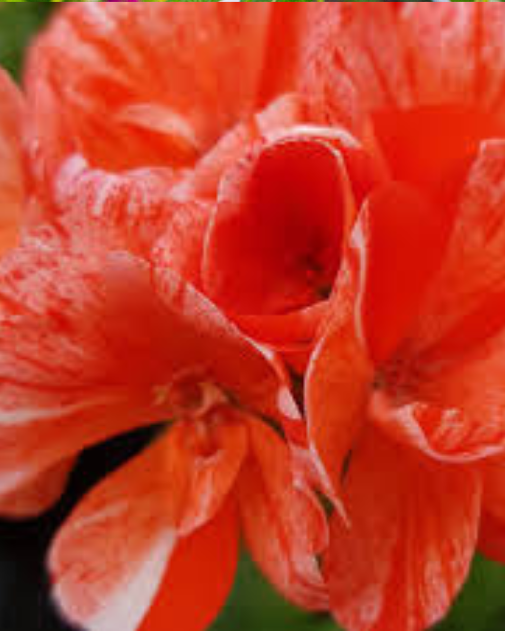 Pelargonium x hortorum Flic Flac Red Nova